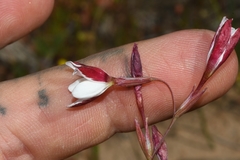 Hesperantha cucullata