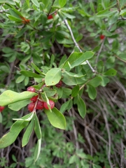 Lonicera pyrenaica