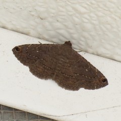 Toxonprucha clientis