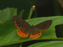 Metacharis xanthocraspedum