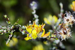 Aspalathus tridentata