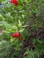 Lonicera pyrenaica