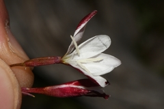 Hesperantha cucullata