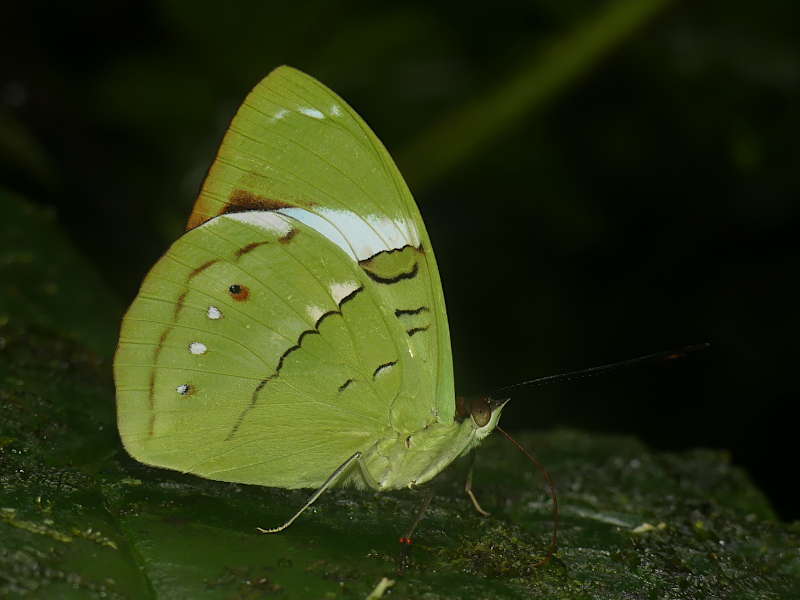 Olivewings