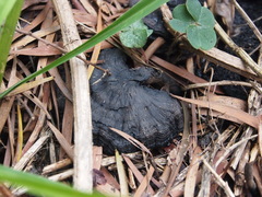 Sanguinoderma rugosum