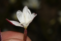 Hesperantha cucullata