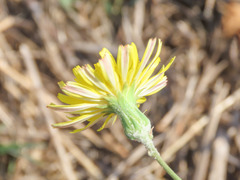 Sonchus tenerrimus