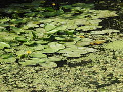 Nuphar lutea