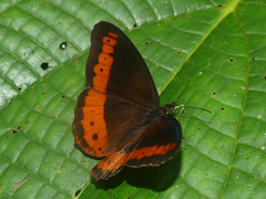 Oxeoschistus simplex