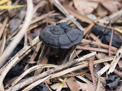 Sanguinoderma rugosum