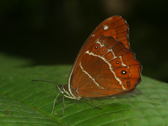 Oxeoschistus simplex