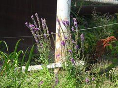 Lythrum salicaria