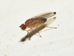 Scaptomyza adusta