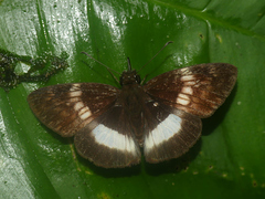 Potamanaxas latrea latrea