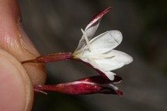 Hesperantha cucullata