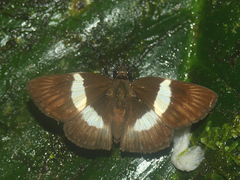 Potamanaxas paphos