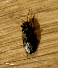 Heterogaster urticae