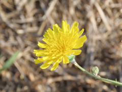 Sonchus tenerrimus
