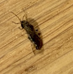 Heterogaster urticae