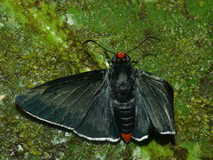 Pyrrhopyge phidias