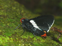 Pyrrhopyge phidias