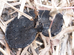 Sanguinoderma rugosum