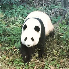 Ailuropoda melanoleuca