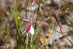 Hesperantha cucullata