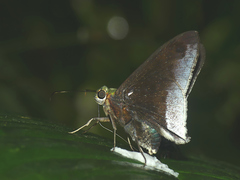 Telegonus alardus latia