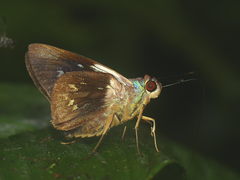Thracides phidon
