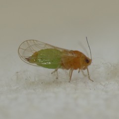 Heteropsylla