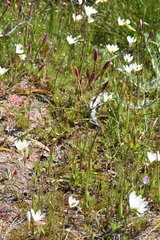 Hesperantha cucullata