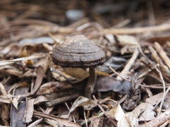 Sanguinoderma rugosum