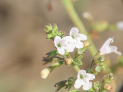 Clinopodium nepeta