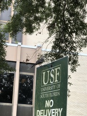 Mimus polyglottos polyglottos