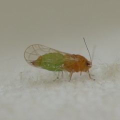 Heteropsylla