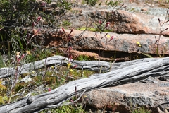 Hesperantha cucullata