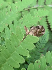 Chirosia filicis