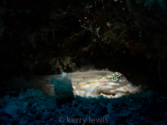 Coryphopterus venezuelae