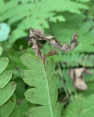Chirosia filicis