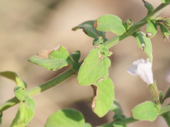 Clinopodium nepeta