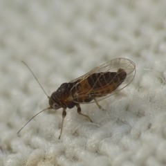 Heteropsylla