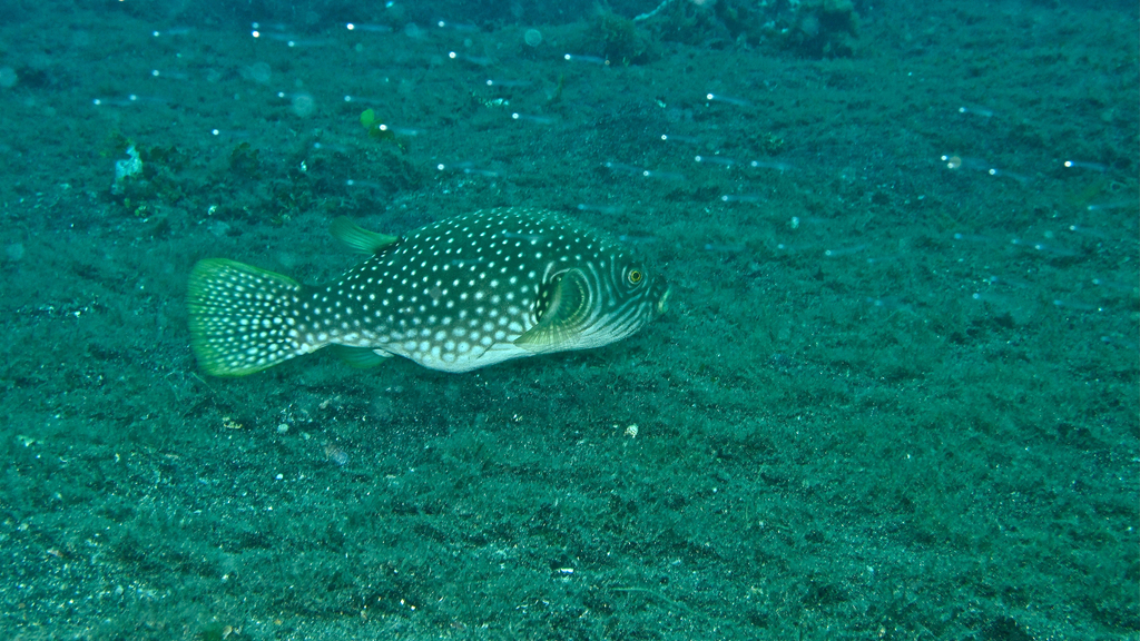 Reticulated pufferfish