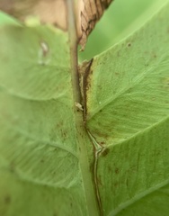 Chirosia filicis