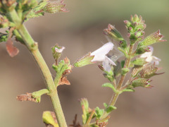 Clinopodium nepeta