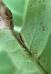 Chirosia filicis