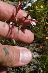 Hesperantha cucullata