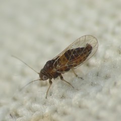 Heteropsylla