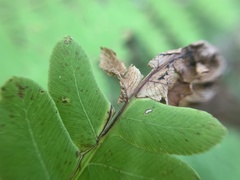 Chirosia filicis