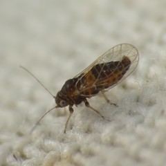 Heteropsylla